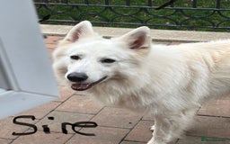 White Swiss Shepherd dogs for sale: KC Reg White Swiss Shepherd (Berger Blanc Suisse) - Image 2