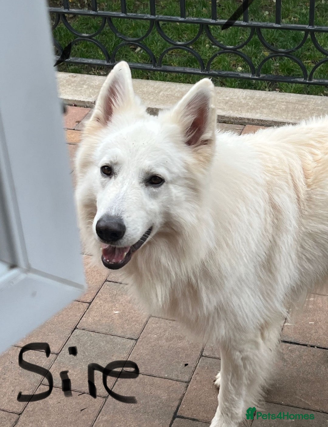 White Swiss Shepherd dogs for sale: KC Reg White Swiss Shepherd (Berger Blanc Suisse) - Image 2