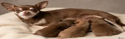 Chihuahua dogs for sale: Tiny smooth coat Chihuahua puppies - Advert 1