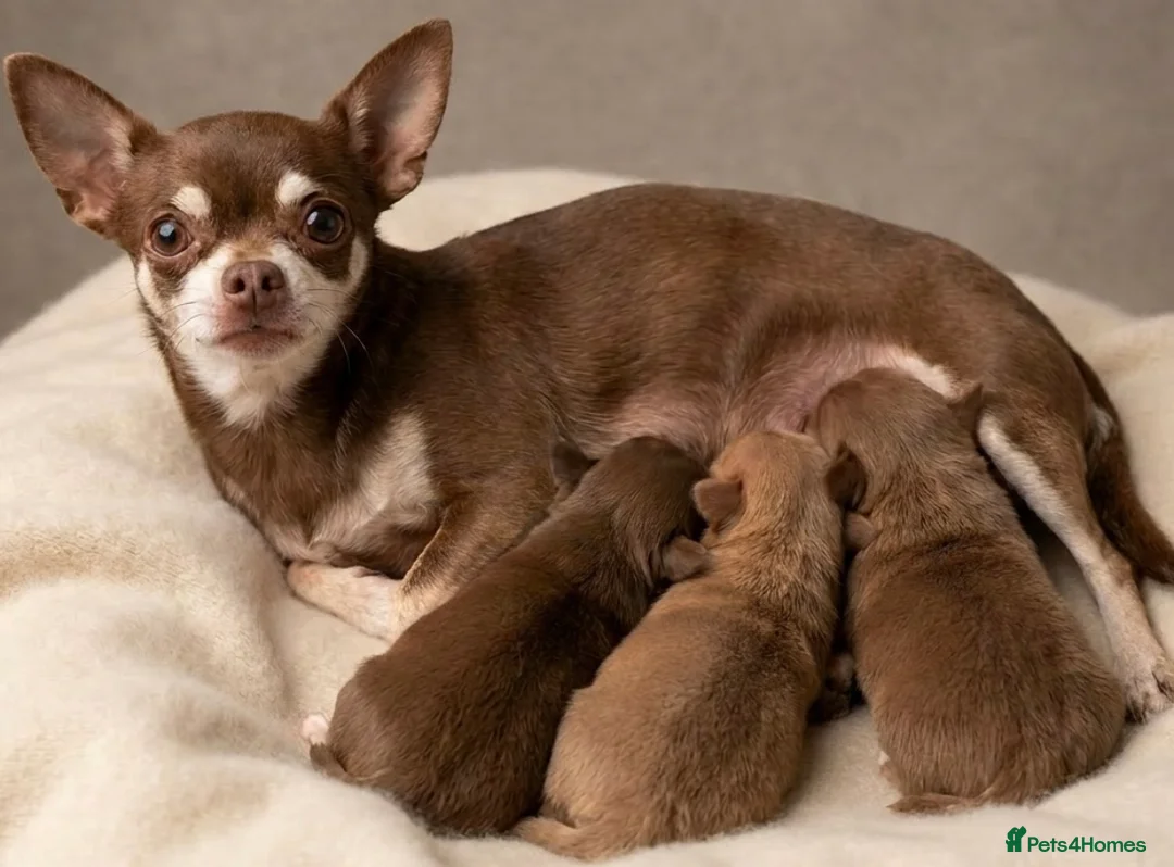 Chihuahua dogs for sale: Tiny smooth coat Chihuahua puppies - Advert 1
