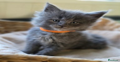 Maine Coon cats - Advert 4