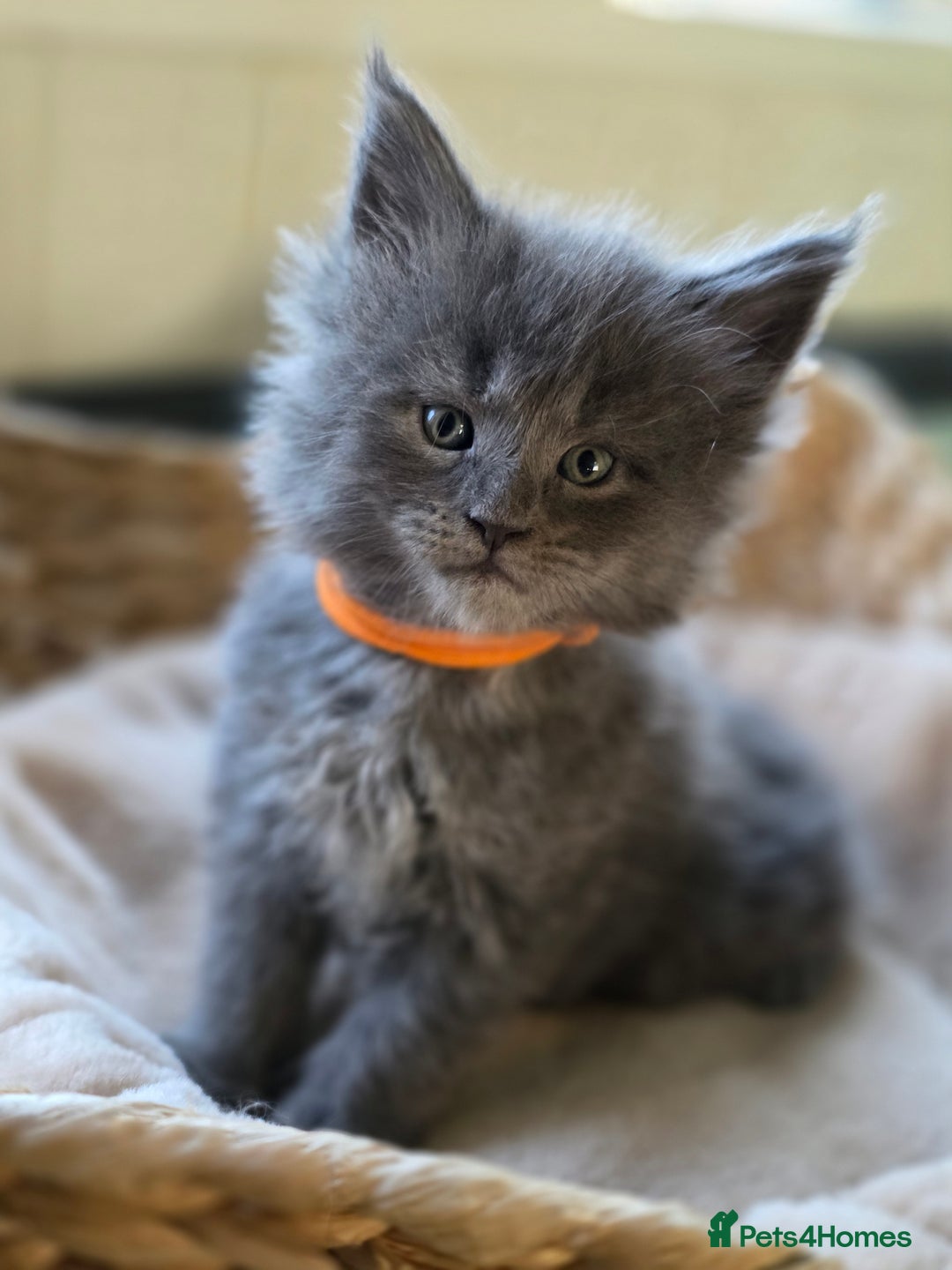 Maine Coon cats for sale: Two beautiful blue smoked mainecoon girls 4 sale  - Image 2