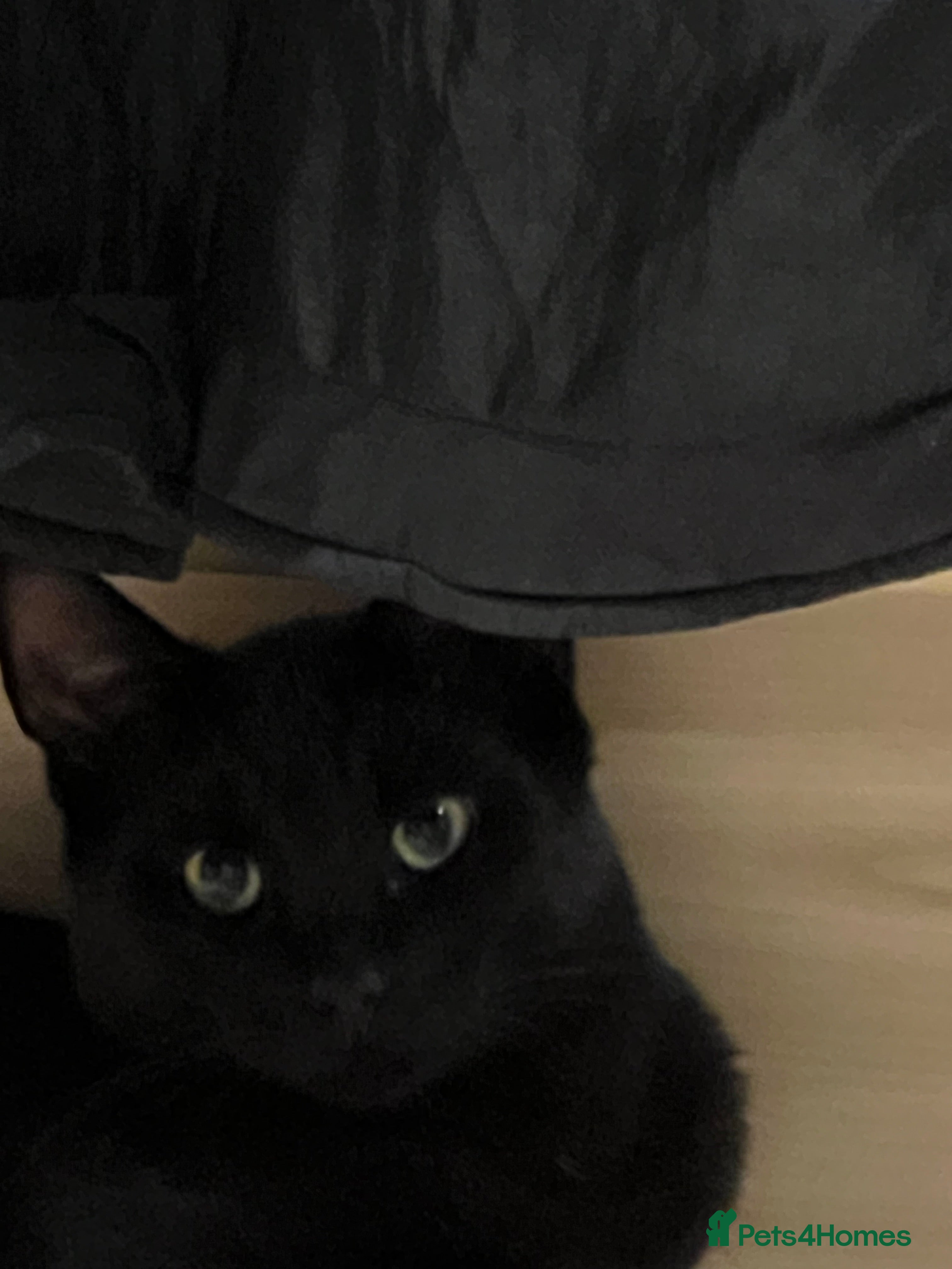 Mixed Breed cats A black cat - Advert 1