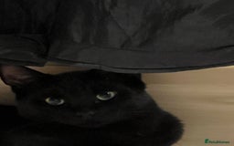 Mixed Breed cats for sale: A black cat - Image 1