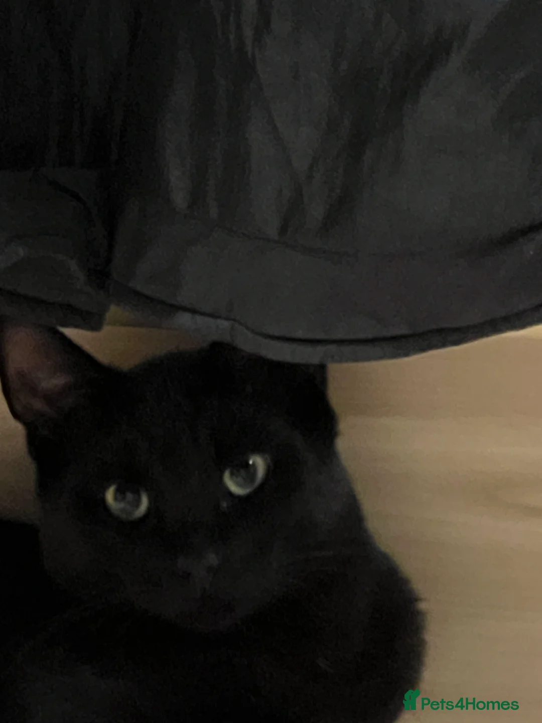 Mixed Breed cats for sale: A black cat - Advert 1