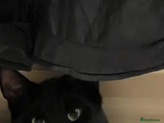 Mixed Breed cats A black cat - Advert 4