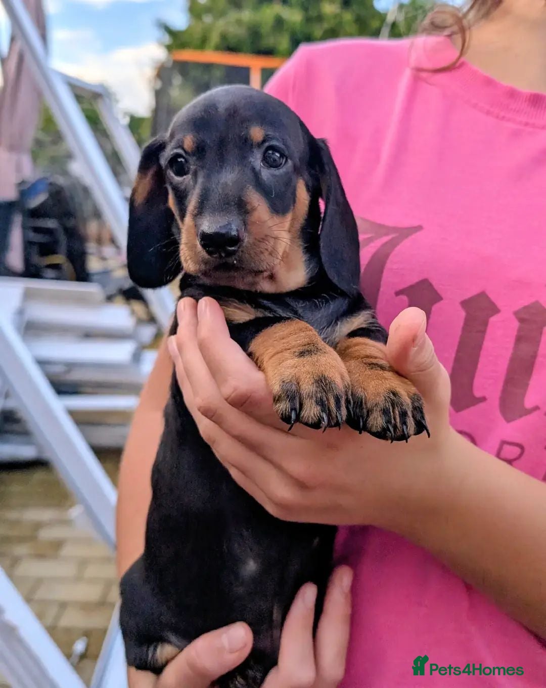 Dachshund dogs Champion Line Standard Dachshund  - Advert 1