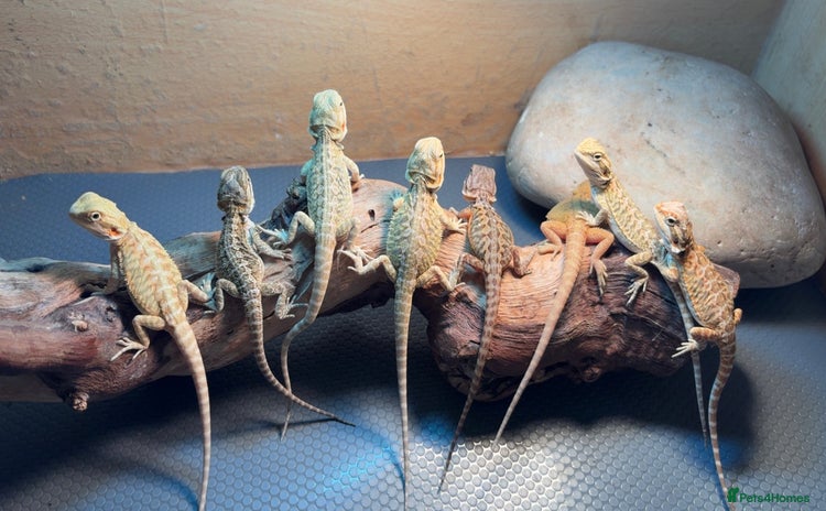 Bearded Dragon reptiles - Advert 3