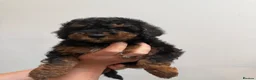 Miniature Poodle dogs for sale: Small miniature poodle puppies - Advert 20