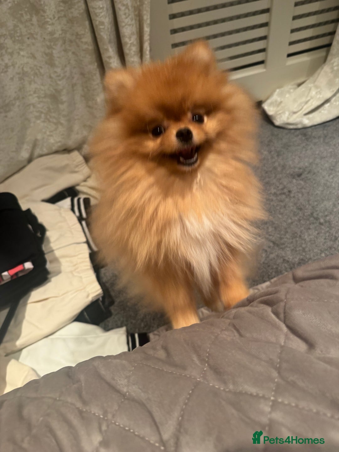 Pomeranian dogs for sale: Cheetos  - Advert 5