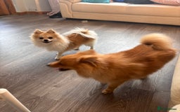 Chihuahua dogs for sale: Chihuahua for sale - Image 2