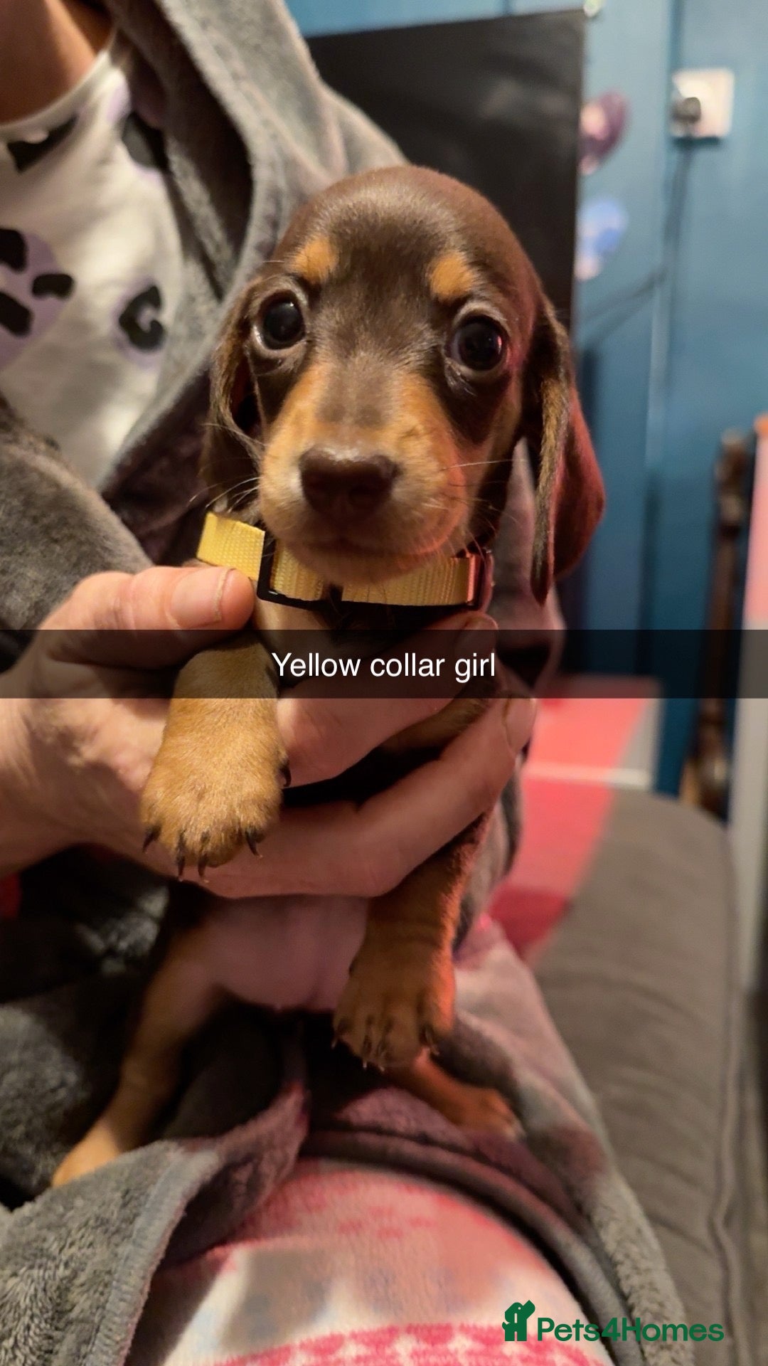 Miniature Dachshund dogs 5 STAR QUALITY MINIATURE DACHSHUND PUPS - Advert 1