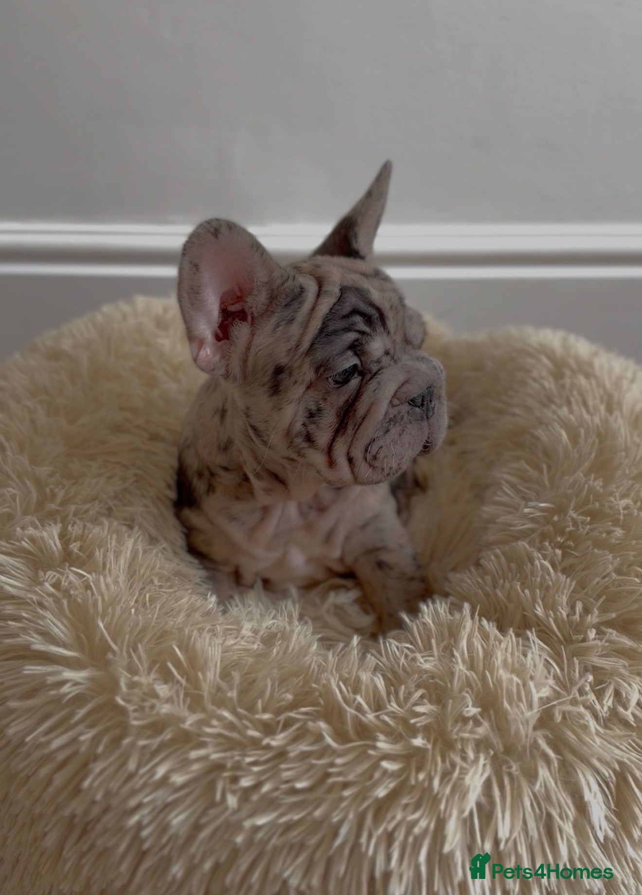 French Bulldog dogs Chunky French Bulldog Pups - Advert 9