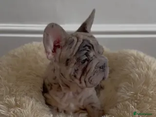 French Bulldog dogs Chunky French Bulldog Pups - Advert 9