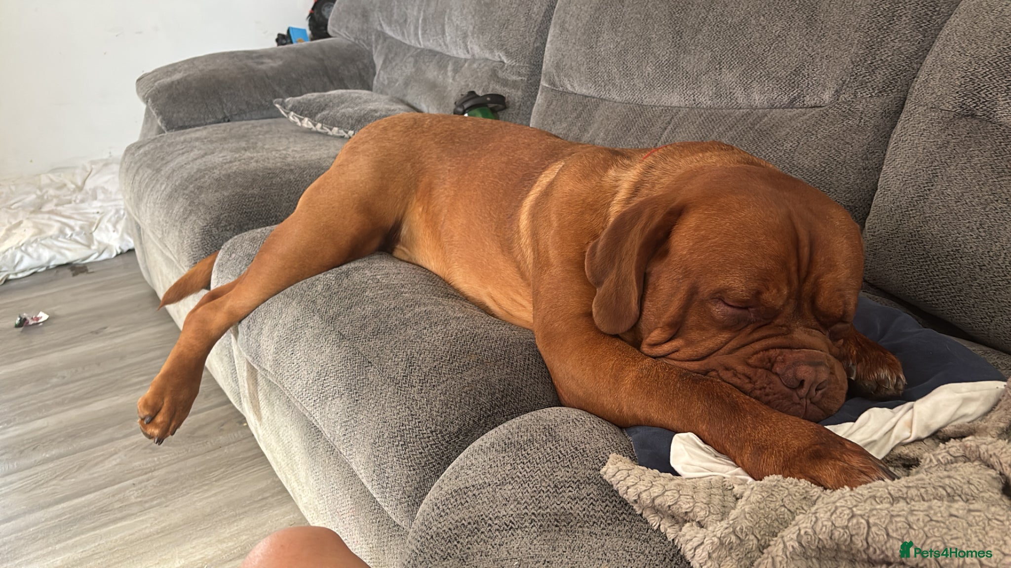 Dogue De Bordeaux dogs for sale: Beautiful big boy  - Advert 9