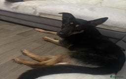 Mixed Breed dogs for sale: 8 month old female puppy - Image 1