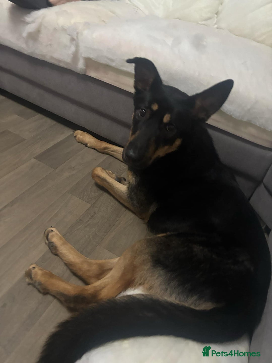 Mixed Breed dogs for sale: 8 month old female puppy - Image 1