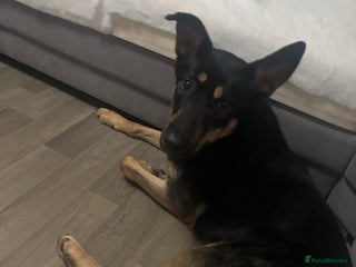 Mixed Breed dogs for sale - Advert 1