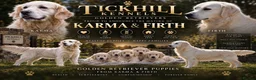 Golden Retriever dogs for sale: White show lines retriever puppies  - Advert 1