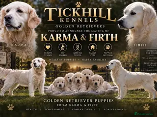 Golden Retriever dogs White show lines retriever puppies - Advert 1