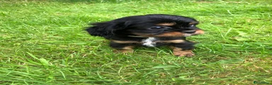 Cavalier King Charles Spaniel 4
