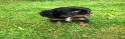 Cavalier King Charles Spaniel dogs for sale: Cavalier King Charles puppies  - Advert 3