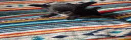 Chihuahua dogs for sale: Meet the Magnificent 7 - Advert 29