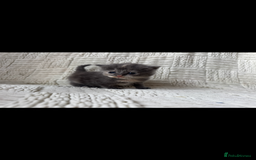 Mixed Breed cats for sale: Beautiful kittens For sale  - Image 17