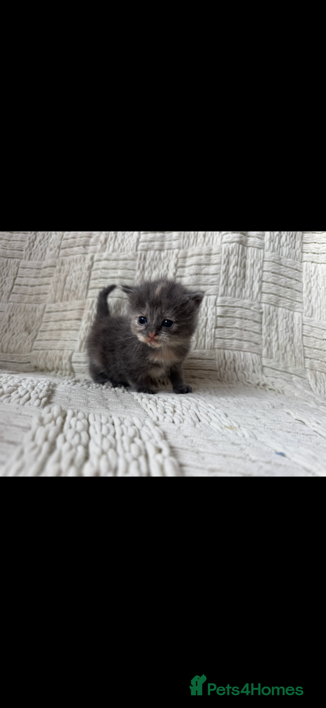 Mixed Breed cats for sale: Beautiful kittens For sale  - Image 17
