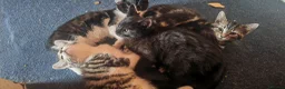 Mixed Breed cats for sale: 5 Beautiful Kittens need loving home - Advert 4
