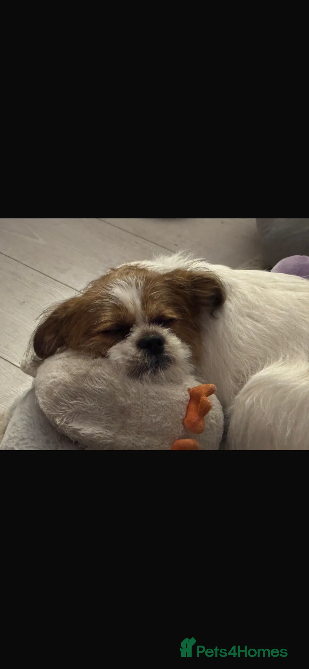 Zuchon dogs for sale: Shih Tzu mixed 7 month old girl  - Advert 2