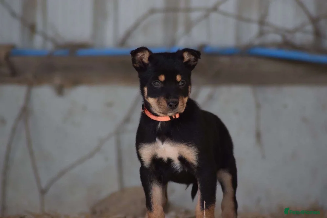 Australian Kelpie dogs for sale: Kelpie pups for sale in Knighton - Advert 3