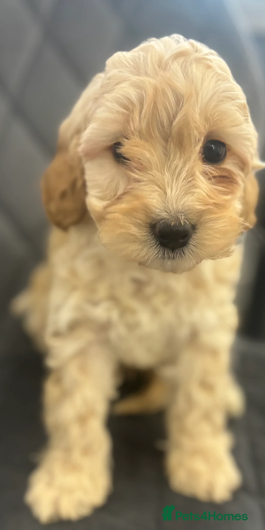 Cavapoo dogs for sale: F1 Ruby Red Cavapoo pups  - Advert 4