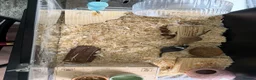 Gerbil rodents for sale: Ottis and Teddy - Advert 3