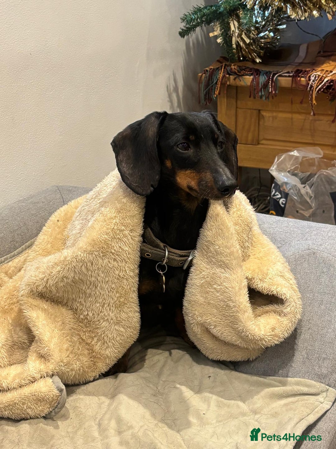 Dachshund dogs for sale: Luna the Dachshund for rehoming - Advert 6