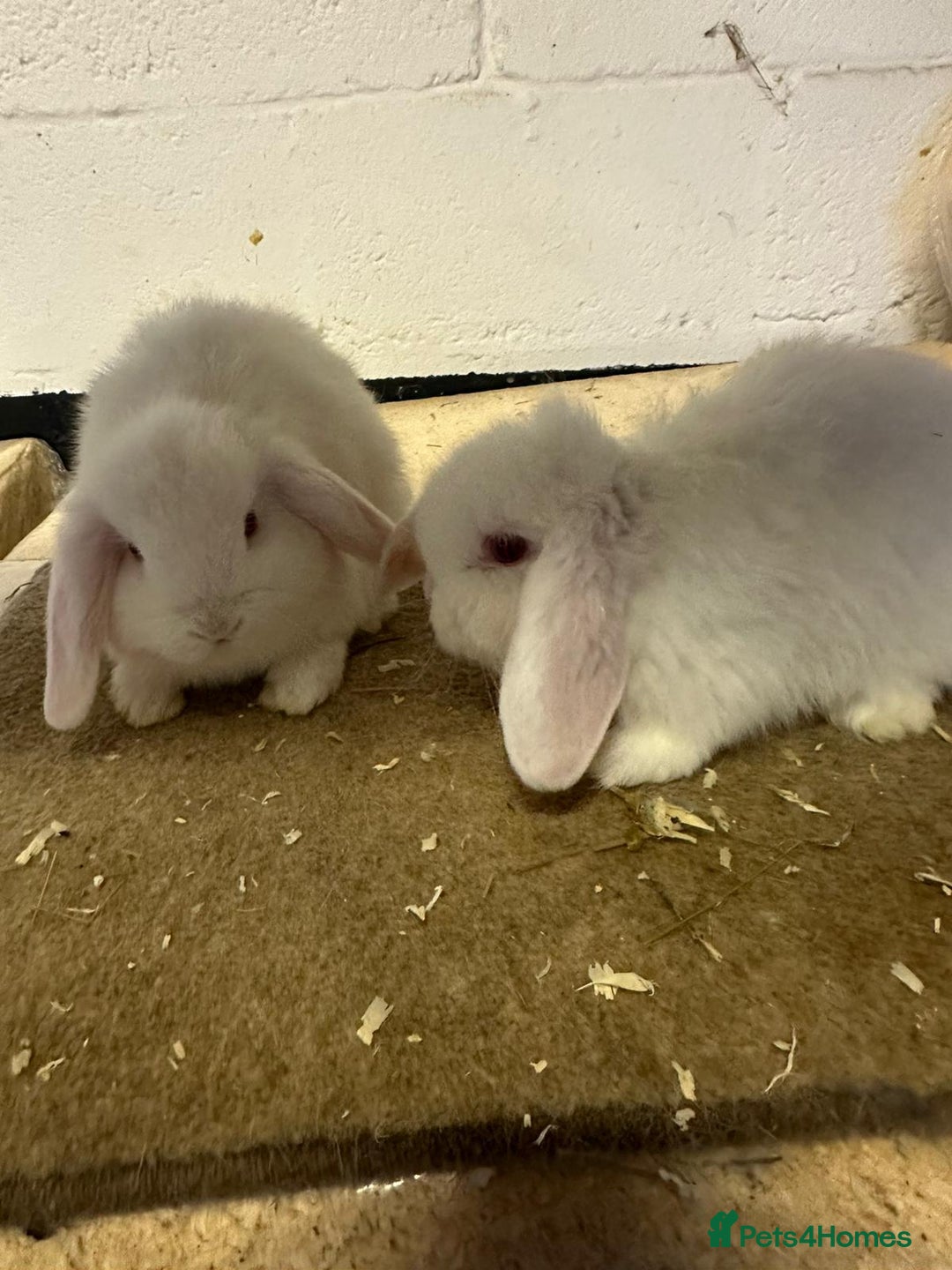 Dwarf Lop rabbits for sale: Drawf lop babies for sale - Advert 3