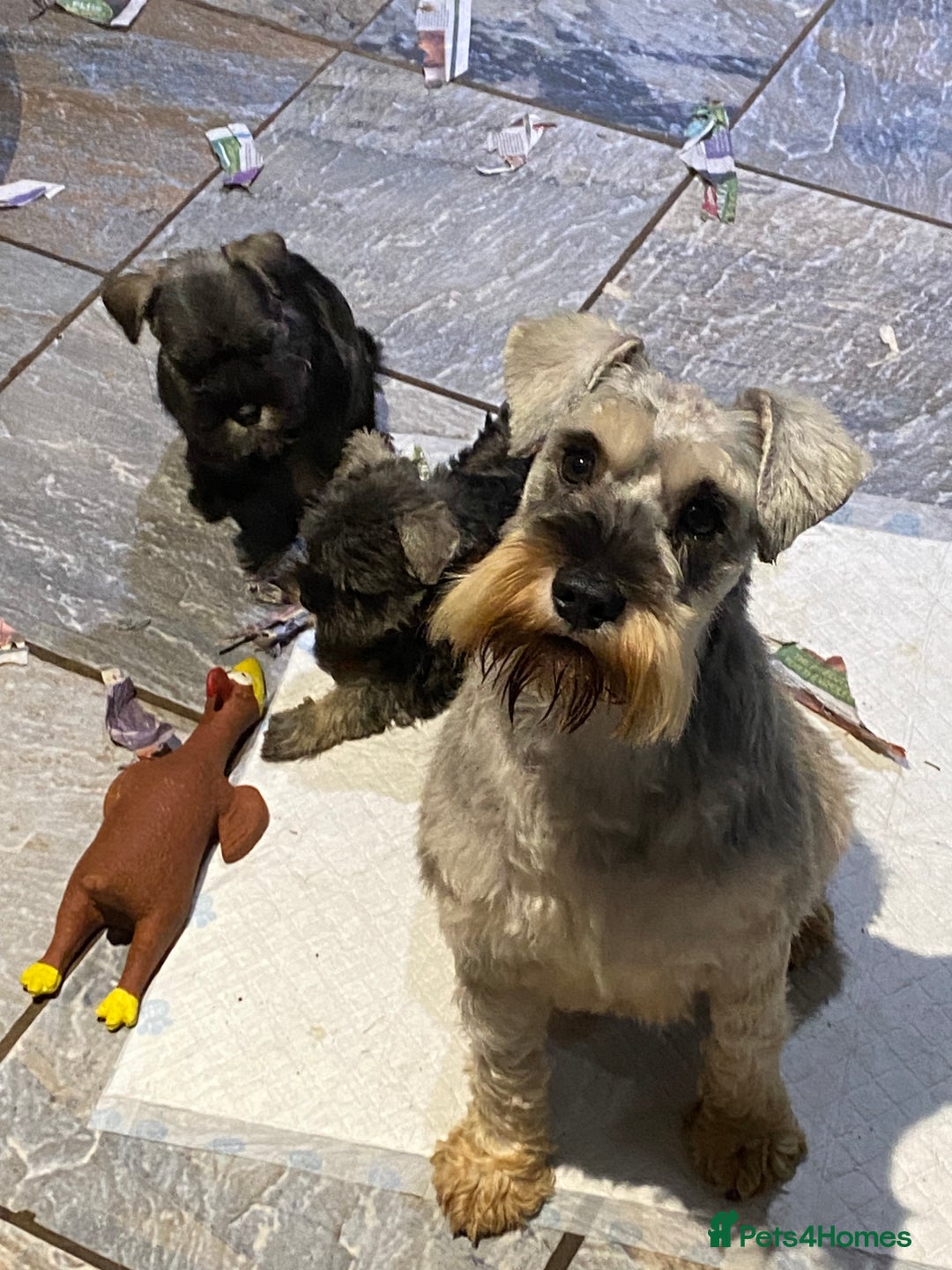Miniature Schnauzer dogs for sale: Miniature schnauzer puppies  - Advert 3