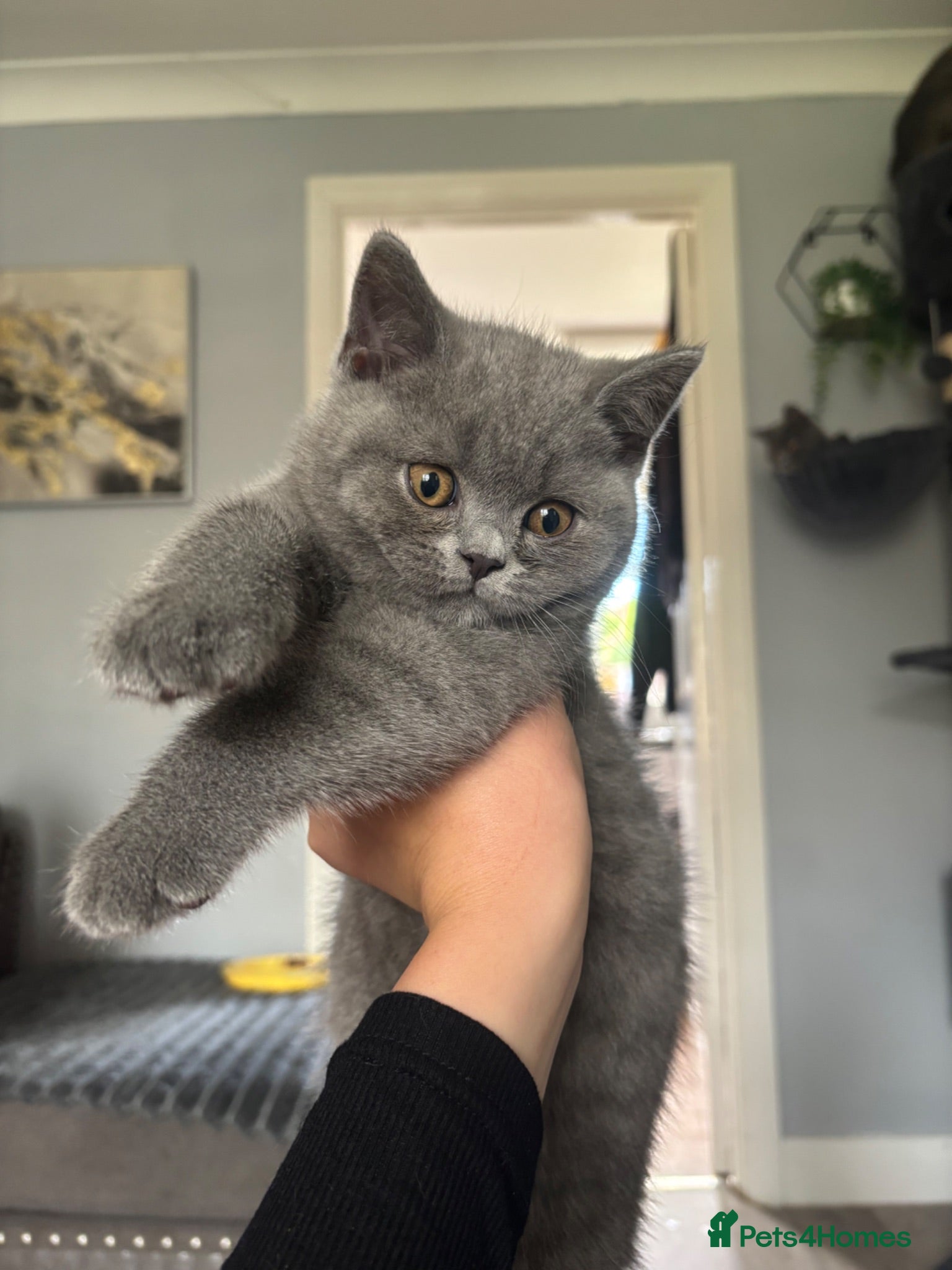 British Shorthair cats Blue British Shorthair Boy 💙 - Advert 10
