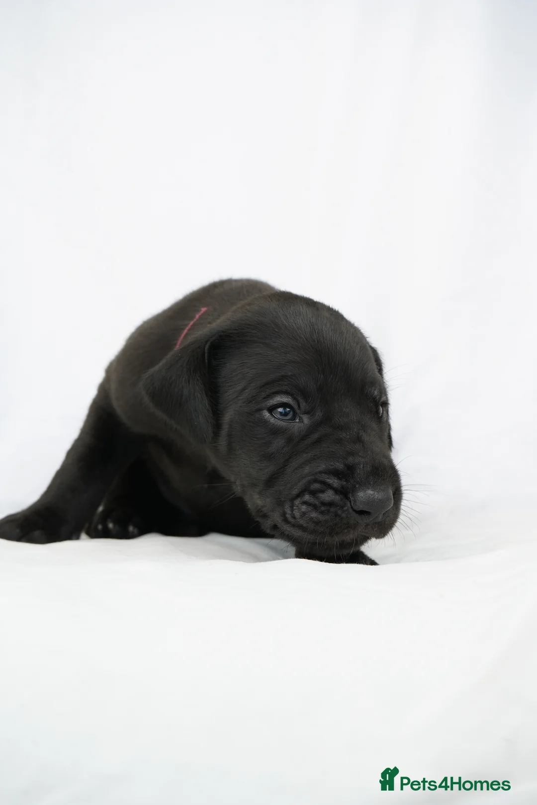 Great Dane dogs for sale: Health Tested KC reg Great Dane puppies - Advert 11