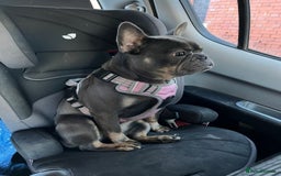 French Bulldog dogs for sale: Meet Zola 🐶  - Image 9