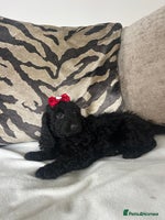 Cockapoo dogs - Advert 4