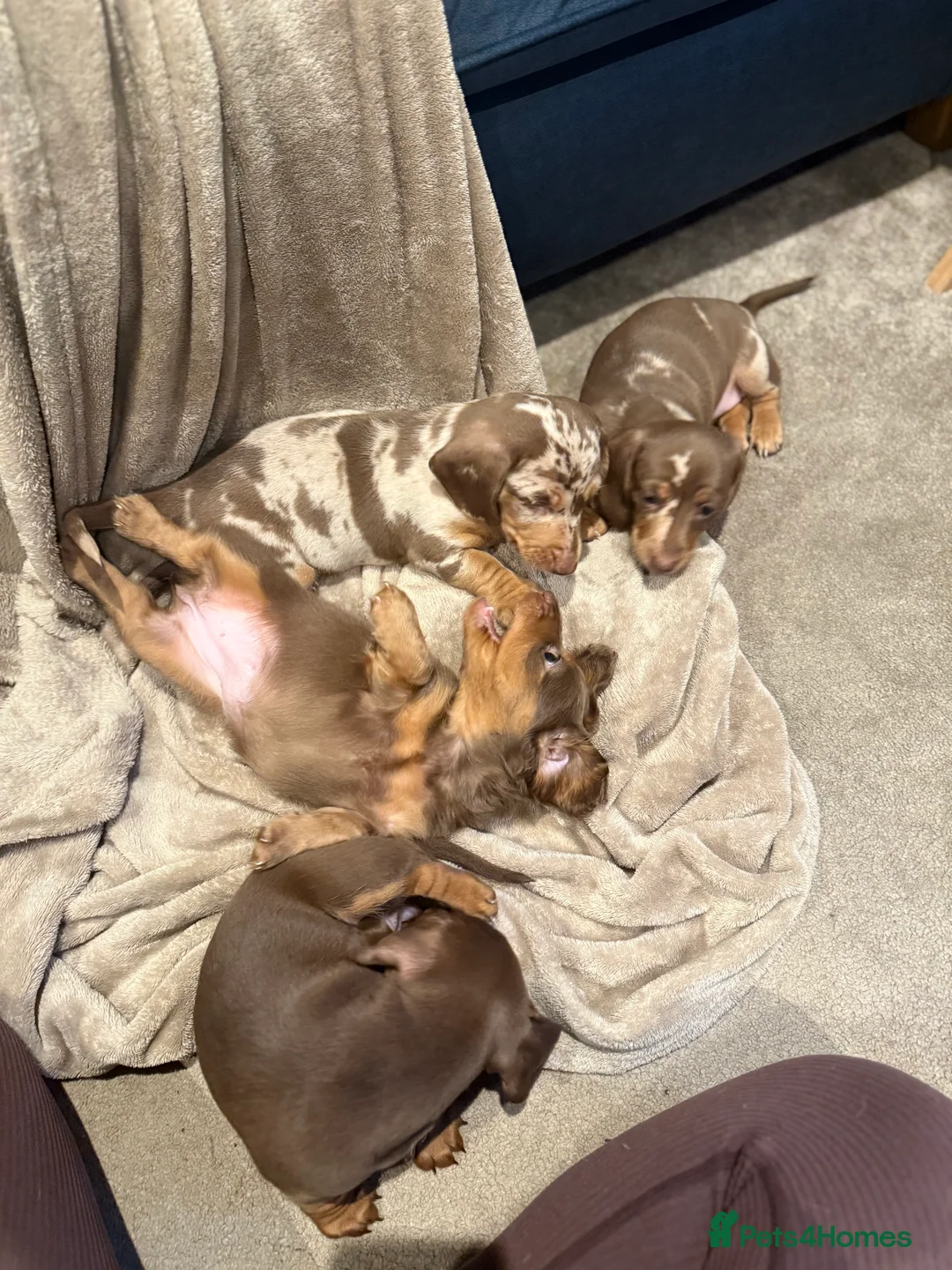 Miniature Dachshund dogs for sale: Miniature dachshund puppies! Last one!! - Advert 2