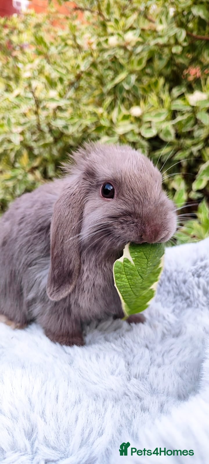 Mini Lop rabbits Mini lop  - Advert 2