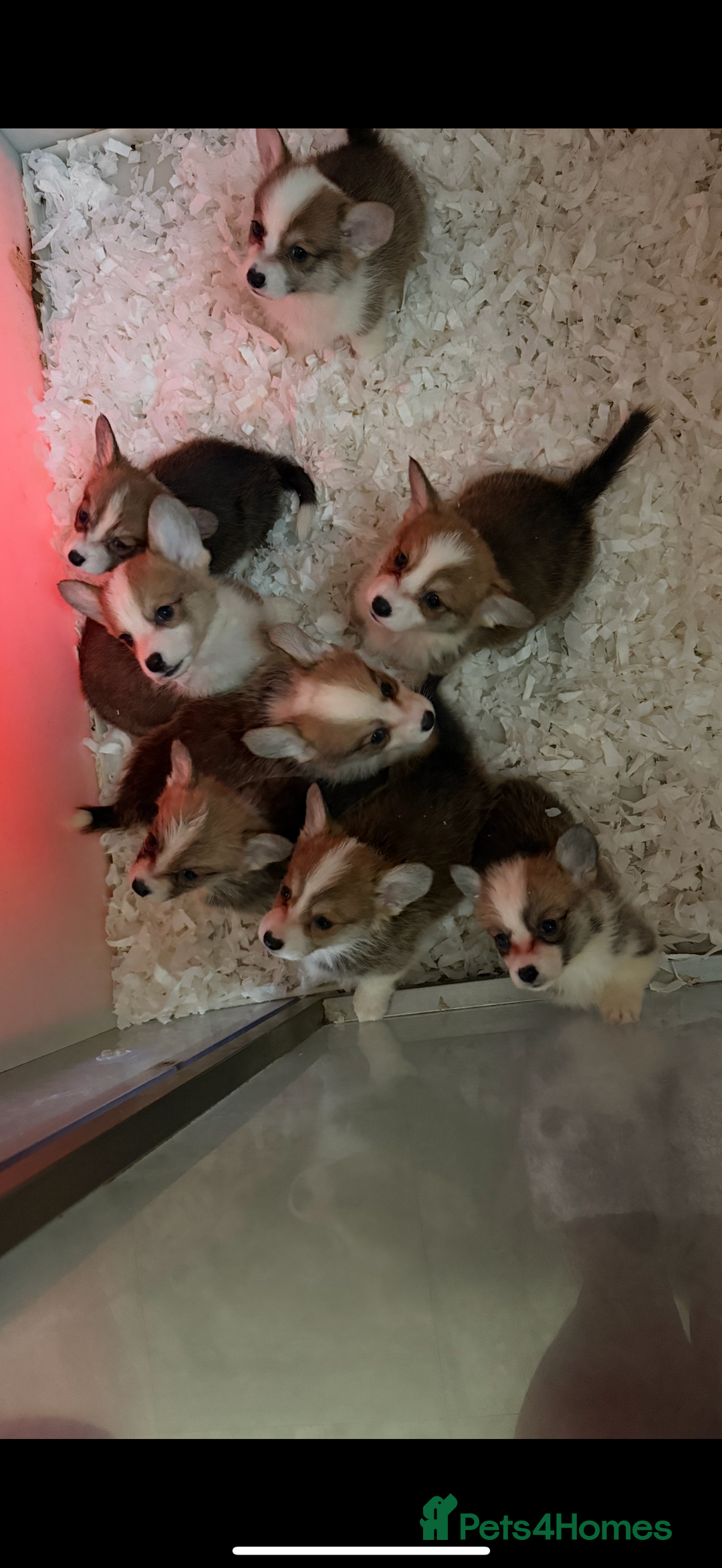 Welsh Corgi Pembroke dogs for sale: Kc reg Pembroke corgi babies available  - Advert 25