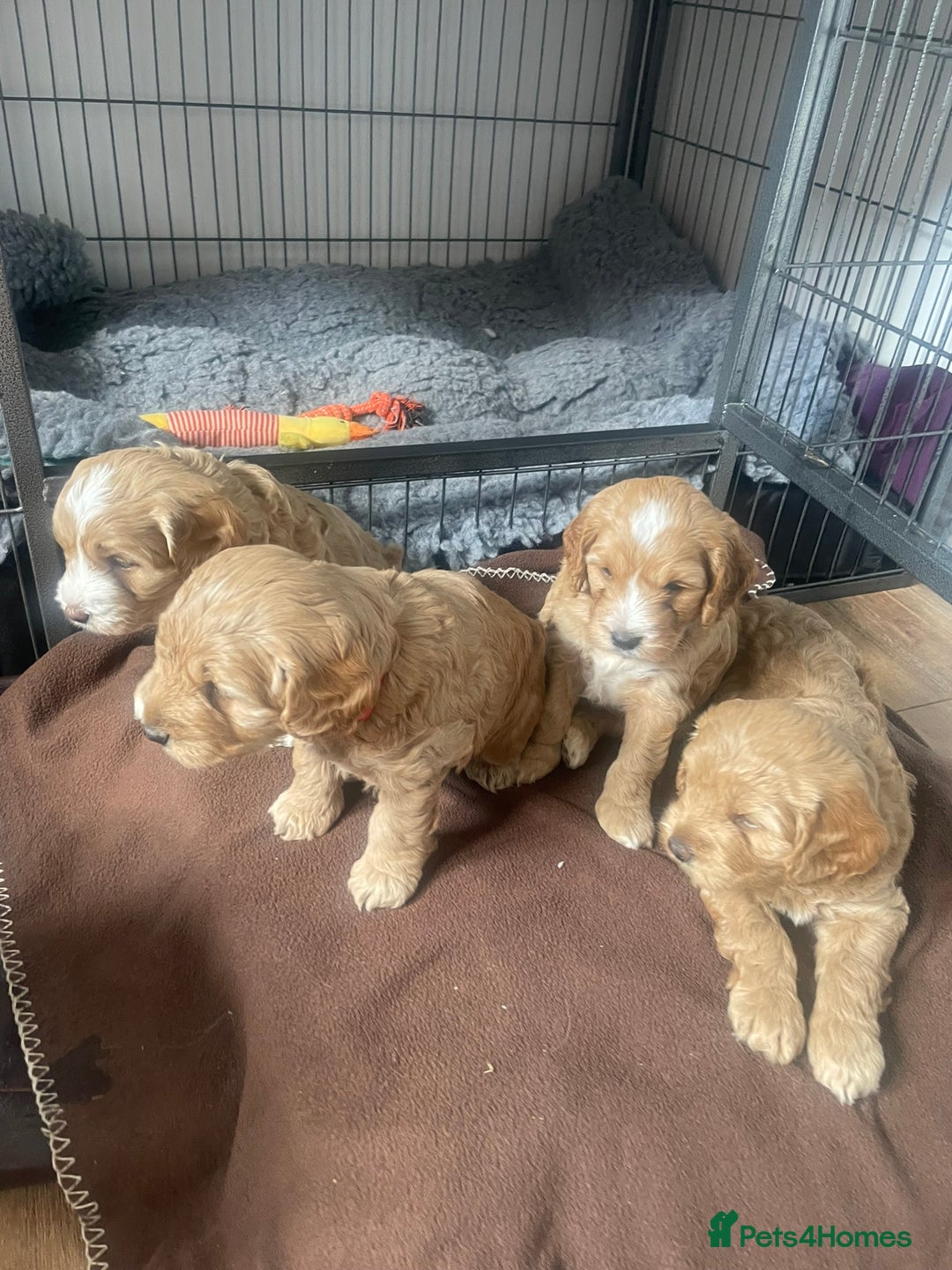 Cockapoo dogs for sale: One female cockapoo left from litter of 6 - Image 6