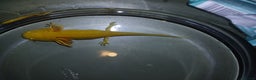 Other/Mixed Breed fish for sale: Axolotls babies gold and copper  - Advert 15