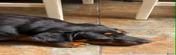 Rottweiler dogs for sale: 8 Stunning Rottweiler puppies  - Advert 10