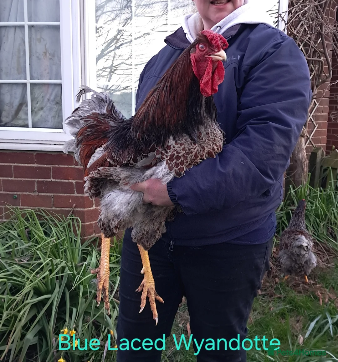 Chickens poultry for sale: Various Pure breed chicks/eggs + guinea fowl keets - Advert 1