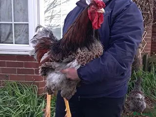 Chickens poultry Various Pure breed chicks/eggs available - Advert 6