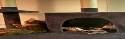Bengal cats for sale: 1/2 bengal kittens available in London - Advert 6